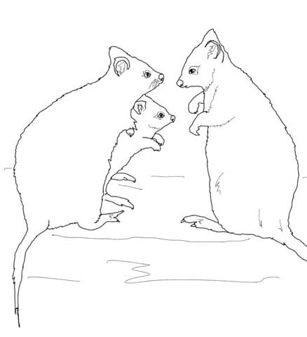 Quokka Family Coloring Page